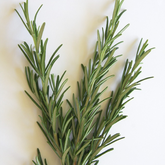 Aromatic rosemary herb perfect for roasted meats and botanical drink garnishes